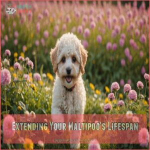 Extending Your Maltipoo