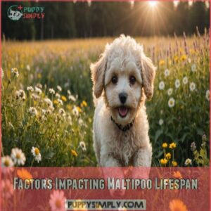 Factors Impacting Maltipoo Lifespan