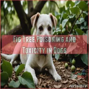 Fig Tree Poisoning and Toxicity in Dogs