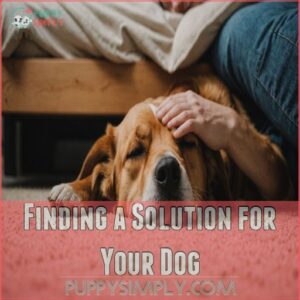 Finding a Solution for Your Dog