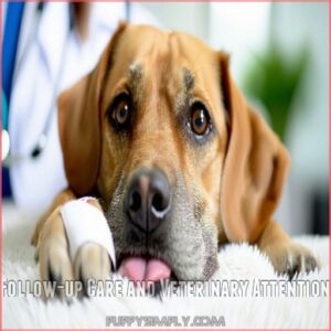 Follow-up Care and Veterinary Attention