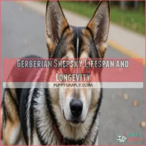 Gerberian Shepsky Lifespan and Longevity