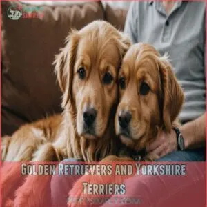 Golden Retrievers and Yorkshire Terriers