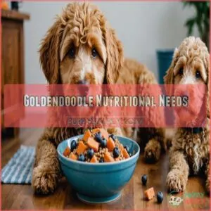 Goldendoodle Nutritional Needs