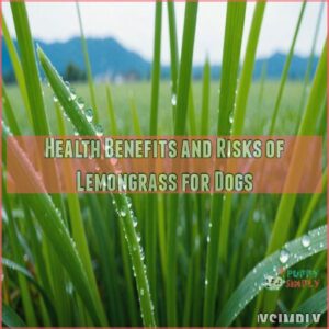 Health Benefits and Risks of Lemongrass for Dogs