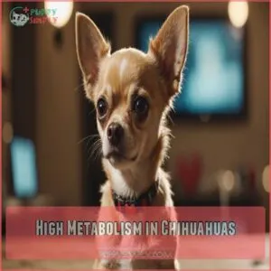 High Metabolism in Chihuahuas