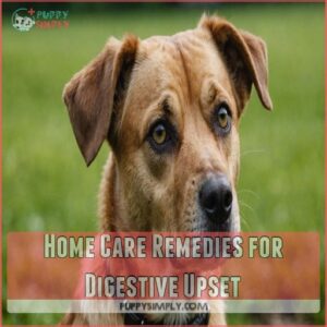 Home Care Remedies for Digestive Upset