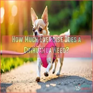 how much exercise does a chihuahua need