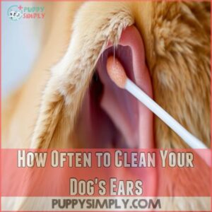 How Often to Clean Your Dog