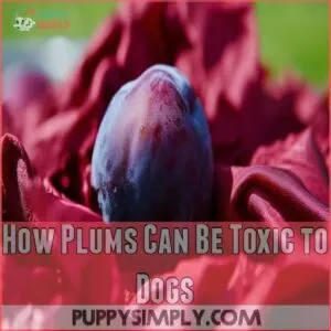 How Plums Can Be Toxic to Dogs