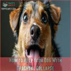How to Help Your Dog With Tracheal Collapse