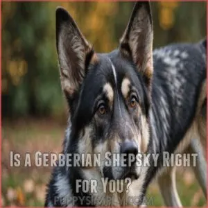 Is a Gerberian Shepsky Right for You