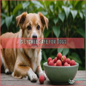 Is Lychee Safe for Dogs