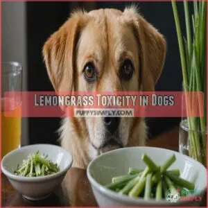 Lemongrass Toxicity in Dogs