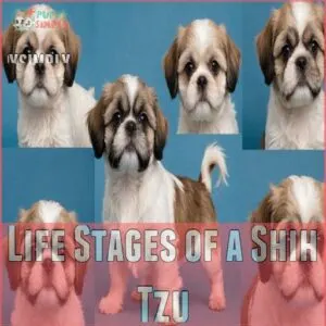 Life Stages of a Shih Tzu