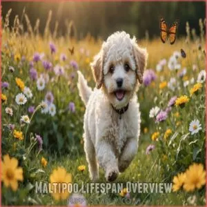 Maltipoo Lifespan Overview