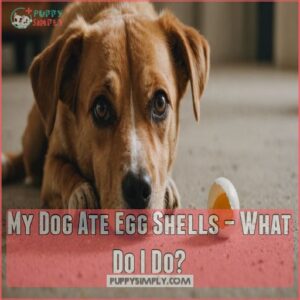 My Dog Ate Egg Shells – What Do I Do