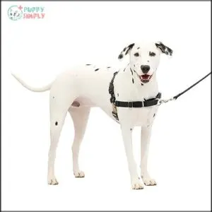 PetSafe Easy Walk No-Pull Dog