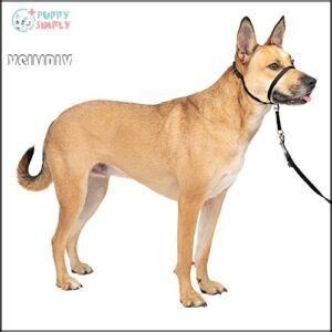 PetSafe Gentle Leader No-Pull Head