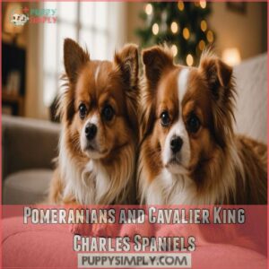 Pomeranians and Cavalier King Charles Spaniels