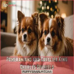 Pomeranians and Cavalier King Charles Spaniels