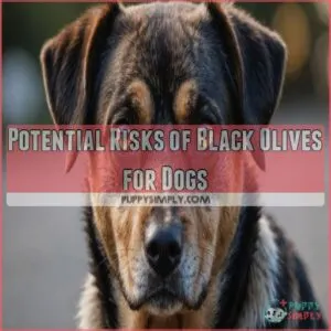 Potential Risks of Black Olives for Dogs