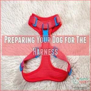 Preparing Your Dog for The Harness