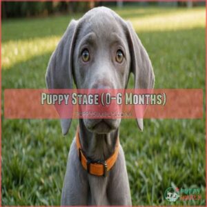 Puppy Stage (0–6 Months)