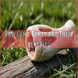 Raw Lamb Bones and Their Benefits