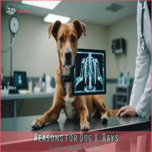 Reasons for Dog X-Rays