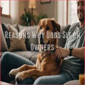 Reasons Why Dogs Sit on Owners