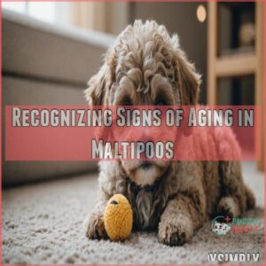 Recognizing Signs of Aging in Maltipoos