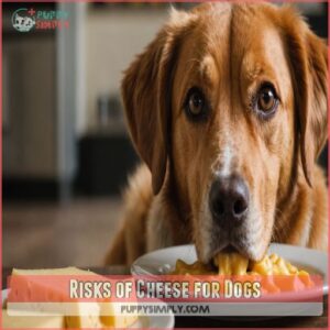 Risks of Cheese for Dogs