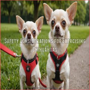 Safety Considerations for Exercising Chihuahuas