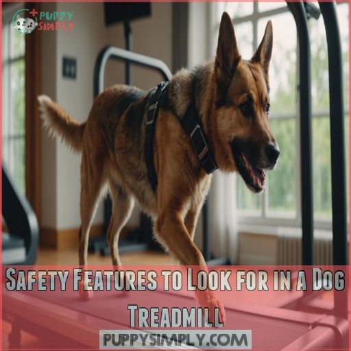 Safety Features to Look for in a Dog Treadmill