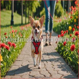 Sample Exercise Plans for Chihuahuas Sample Exercise Plans for Chihuahuas