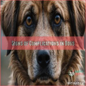 Signs of Complications in Dogs