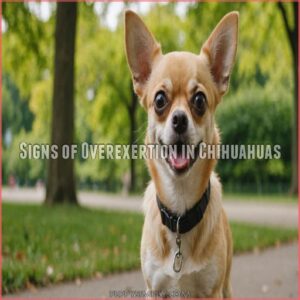 Signs of Overexertion in Chihuahuas