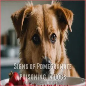 Signs of Pomegranate Poisoning in Dogs