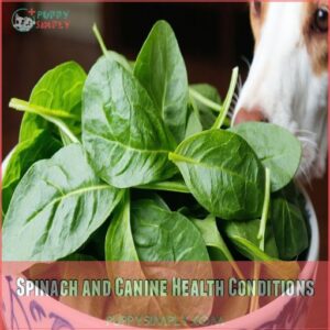 Spinach and Canine Health Conditions