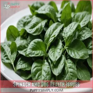 Spinach and Dog Health Issues