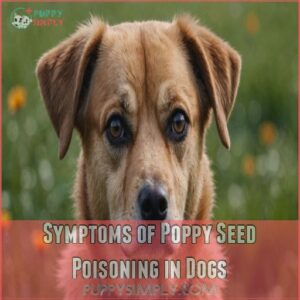 Symptoms of Poppy Seed Poisoning in Dogs