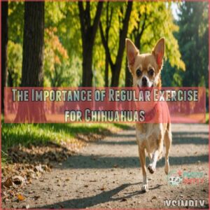 The Importance of Regular Exercise for Chihuahuas