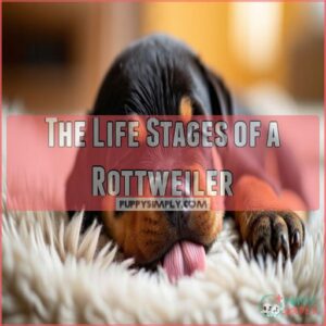 The Life Stages of a Rottweiler