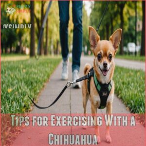 Tips for Exercising With a Chihuahua