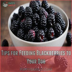 Tips for Feeding Blackberries to Your Dog