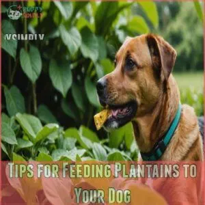 Tips for Feeding Plantains to Your Dog Tips for Feeding Plantains to Your Dog