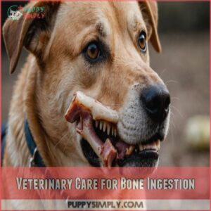 Veterinary Care for Bone Ingestion