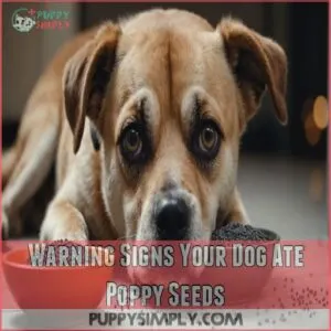 Warning Signs Your Dog Ate Poppy Seeds