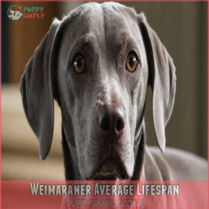 Weimaraner Average Lifespan